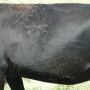 Cow with a high number of horn flies. 