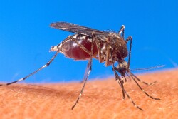 Arthropods such as mosquitos, flies and ticks often serve as vectors for zoonotic diseases.  (USDA)