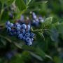 California Giant Berry Farms blueberry