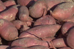Sweet potatoes.