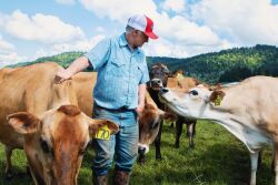 farmer and Jersey cows