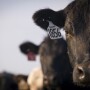 Ear Tags