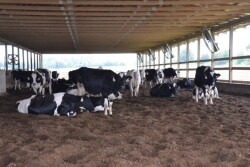 DT Compost Bedded Pack