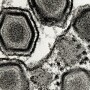 ASF VIrus