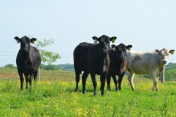 BT_Kentucky_Replacement_Heifers
