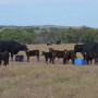 Quality mineral supplements are an investment in the overall performance of your cattle herd.