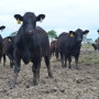 BT_Replacement_Heifers