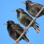 Flocks ranging in size from 1,000 to 100,000 birds may travel together. Dairies and feedlots are popular destinations because of easily accessible shelter and feed sources.