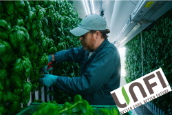 guy in baseball cap harvesting indoor greens