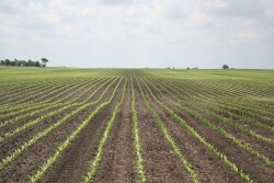 Hail damaged field in central Illinois.