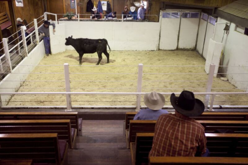 South_Dakota_Cattle_Auction