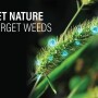 Biological Weed Control