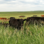 range-cattle-grazing