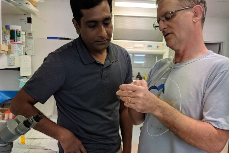 From left, Ram Raghavan, spatial epidemiologist at Kansas State University, and Steve Barker, a leading expert on Australian ticks at the University of Queensland, examine field-collected long-horned ticks in Queensland, Australia.