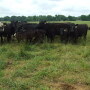 Cows_Grazing_Fescue