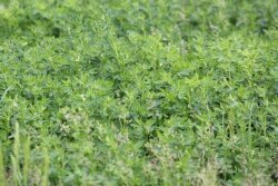alfalfa