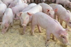 Nursery Pigs