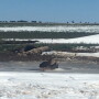 Dead cattle in Boise City, Ok.