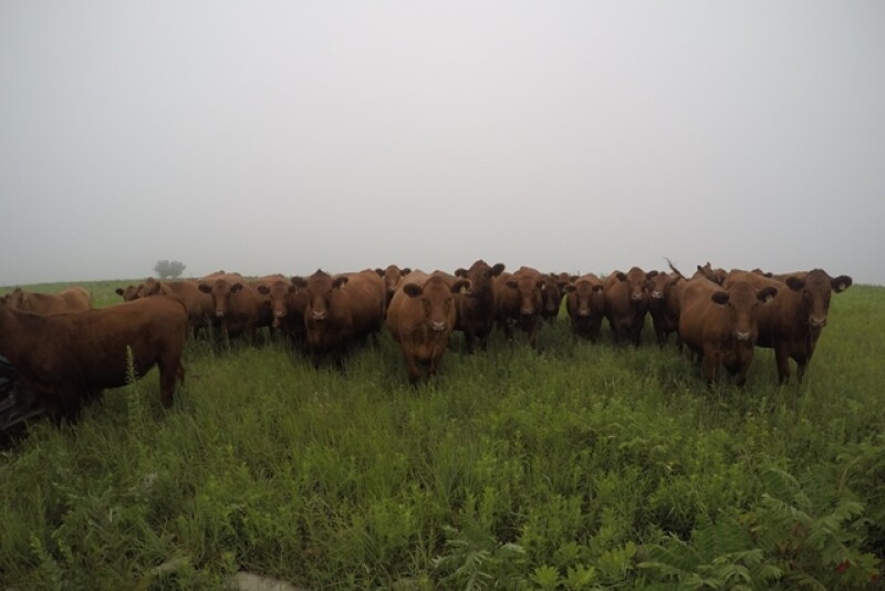 BT_GoPro_Red_Angus_Stockers