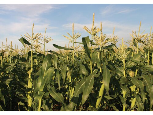 The latest Crop Progress report put the corn crop this week at 62% good to excellent, marking a two-point drop in a week. Soybean conditions dropped 3% across the country, now sitting at 57% rated good to excellent.