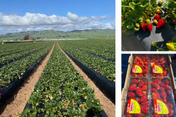 Strawberries