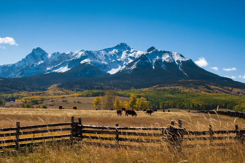 Cattle near mountain