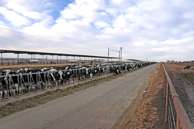 Dairies across the country come in all shapes and sizes. Despite what outside forces want you to believe, at their core, they are very similar. 