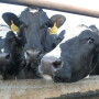 WeighRite-dairy_pix_2-1-13_044_-_Copy