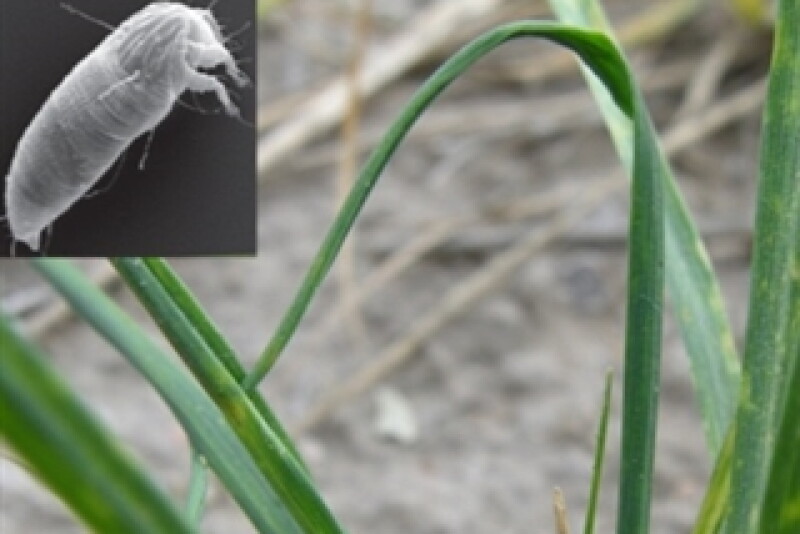 wheat_streak_mosaic_virus_with_mite_SDSU