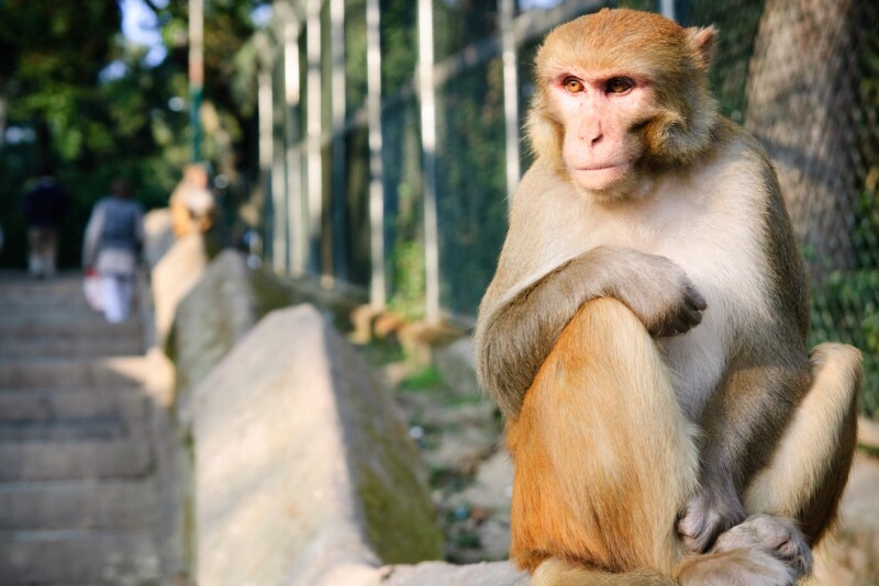 Farm Monkey Prank and Hoax