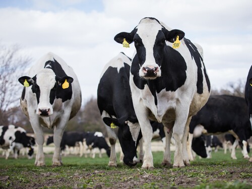 Two producers on the opposite side of the country joined AgriTalk host Chip Flory recently for a special Farmer Forum to celebrate June Dairy Month. Dwayne Faber of Washington and Val Lavigne of New York spoke about the challenges facing their dairies that mimic challenges that other producers are facing.