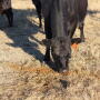 cow_feed_UNL_Troy_Walz