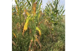 Drought-stressed corn will vary in forage quality. 