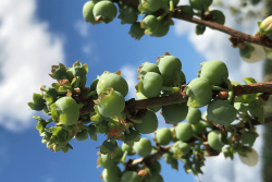 Blueberries ripen up in Florida. The 2018 crop has seen a higher than normal number of chill hours during the growing season, which is good for berry size and sweetness, growers say.