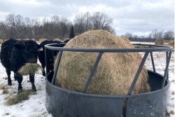 Bale Grazing with Bale Ring