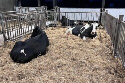 Close up Holsteins calving pen_Maureen Hanson