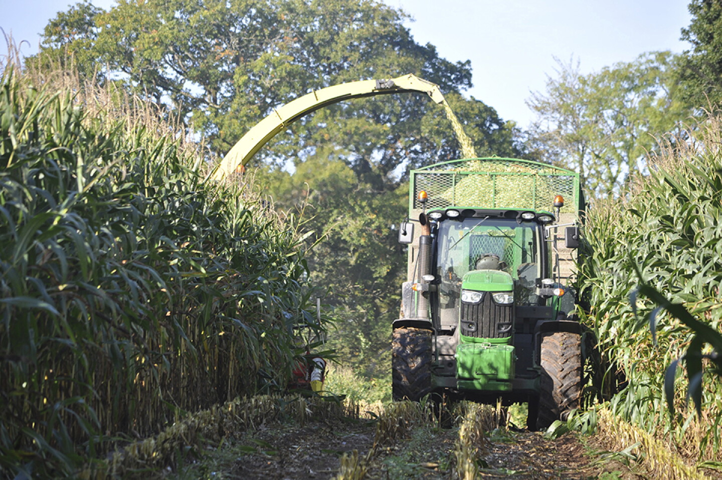 Silage_0.jpg