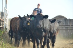 BT_Cattle_Horseback_Working