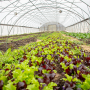 Organic high tunnel lettuce