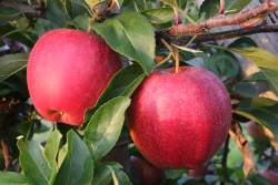 gala apples - michigan