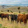 Gearhart Ranch