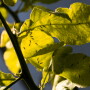 Asian citrus psyllids spread huanglongbing, aka HLB.
