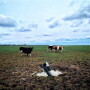 Cows%20and%20Rockets%20(2).JPG