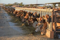 DT_Dairy_Cows_Jersey_Arizona