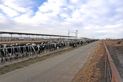 Dairies across the country come in all shapes and sizes. Despite what outside forces want you to believe, at their core, they are very similar. 