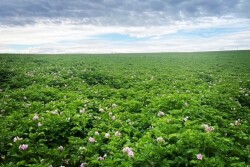 washington potato field