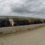 Cattle at a feed bunk in a feedyard. 