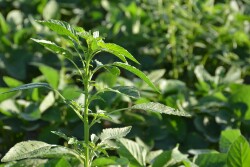 For retailers, this will change the products and services you sell for crop protection and custom application. 