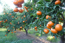 The USDA lowered its estimates for California and Texas citrus, but association leaders in both areas say the numbers are nothing surprising.
