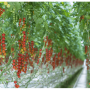 NatureFresh is expanding some of its organic offerings due to growing interest.